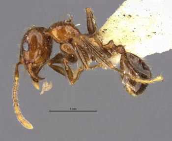 Media type: image;   Entomology 29033 Aspect: habitus lateral view